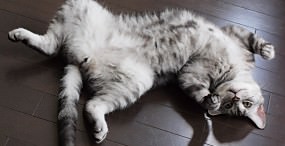 猫の壁紙#86サムネイル