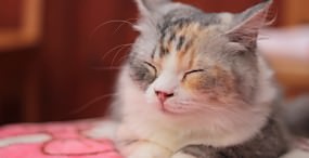 猫の壁紙#87サムネイル