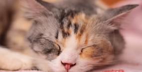猫の壁紙#88サムネイル