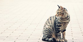 猫の壁紙#89サムネイル
