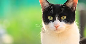 猫の壁紙#90サムネイル
