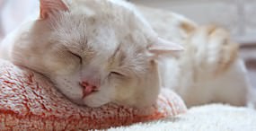猫の壁紙#91サムネイル