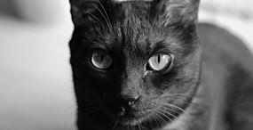 猫の壁紙#92サムネイル