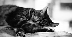 猫の壁紙#93サムネイル