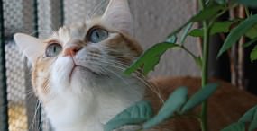 猫の壁紙#94サムネイル