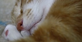 猫の壁紙#95サムネイル