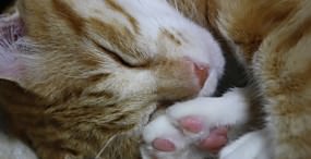 猫の壁紙#96サムネイル