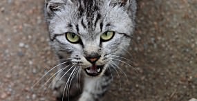 猫の壁紙#97サムネイル
