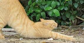 猫の壁紙#98サムネイル