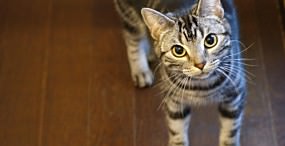 猫の壁紙#99サムネイル
