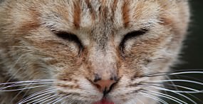 猫の壁紙#100サムネイル