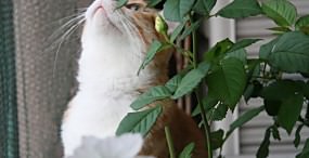 猫の壁紙#101サムネイル