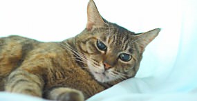 猫の壁紙#102サムネイル