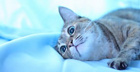 猫の壁紙#103サムネイル