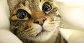 猫の壁紙#104サムネイル