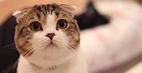 猫の壁紙#105サムネイル