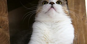 猫の壁紙#106サムネイル