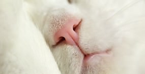 猫の壁紙#107サムネイル
