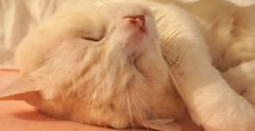 猫の壁紙#109サムネイル