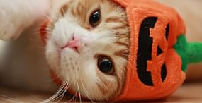 猫の壁紙#110サムネイル