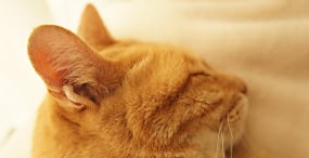 猫の壁紙#111サムネイル