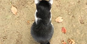 猫の壁紙#112サムネイル