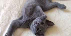猫の壁紙#113サムネイル