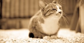 猫の壁紙#114サムネイル