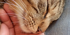 猫の壁紙#115サムネイル