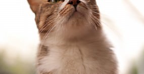 猫の壁紙#116サムネイル