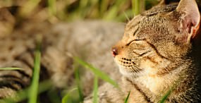 猫の壁紙#117サムネイル