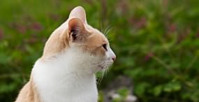 猫の壁紙#118サムネイル