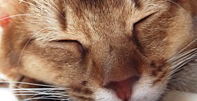 猫の壁紙#119サムネイル