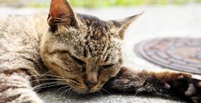 猫の壁紙/あちぃー　N様ご提供