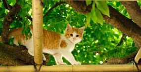 猫の壁紙#19サムネイル