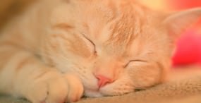 猫の壁紙#20サムネイル