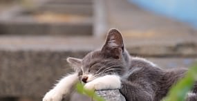猫の壁紙#21サムネイル