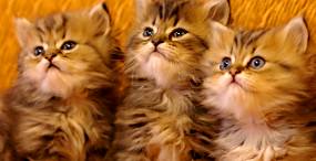 猫の壁紙#22サムネイル