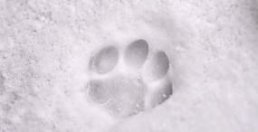 猫の壁紙#24サムネイル
