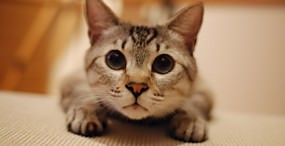 猫の壁紙#25サムネイル