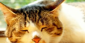 猫の壁紙#26サムネイル