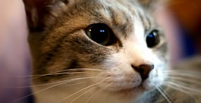 猫の壁紙#27サムネイル