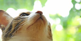 猫の壁紙#28サムネイル