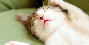 猫の壁紙#30サムネイル
