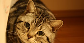 猫の壁紙#31サムネイル