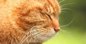 猫の壁紙#32サムネイル