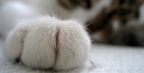 猫の壁紙#6サムネイル