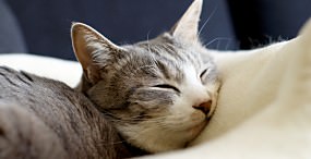 猫の壁紙#33サムネイル
