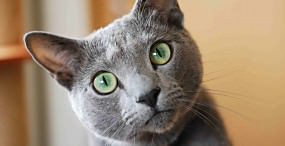 猫の壁紙#34サムネイル