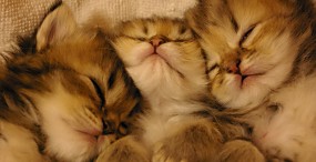 猫の壁紙#35サムネイル